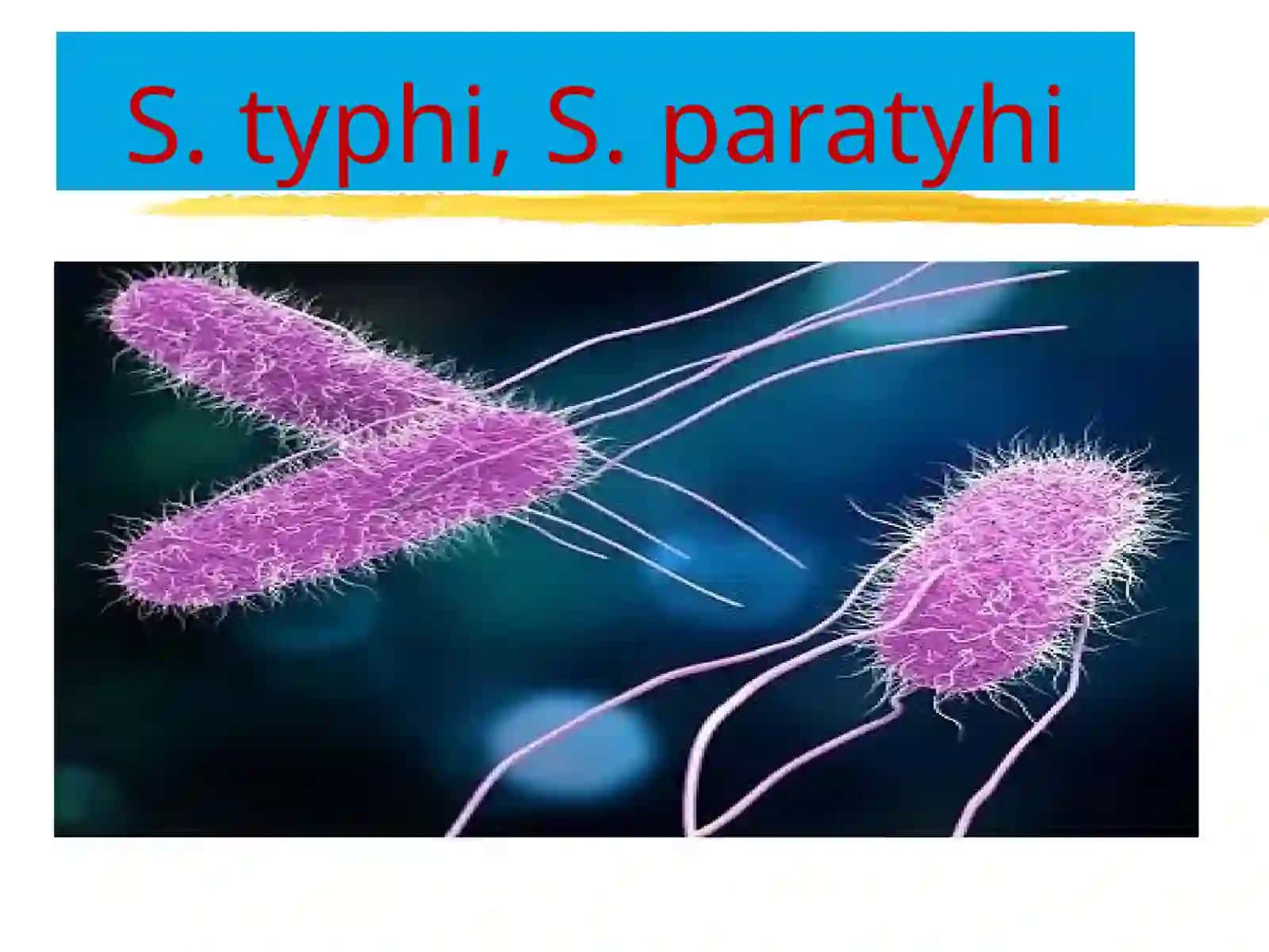 Qorintifi, AvaVparatiflarnisalmonellachaqiradi 3