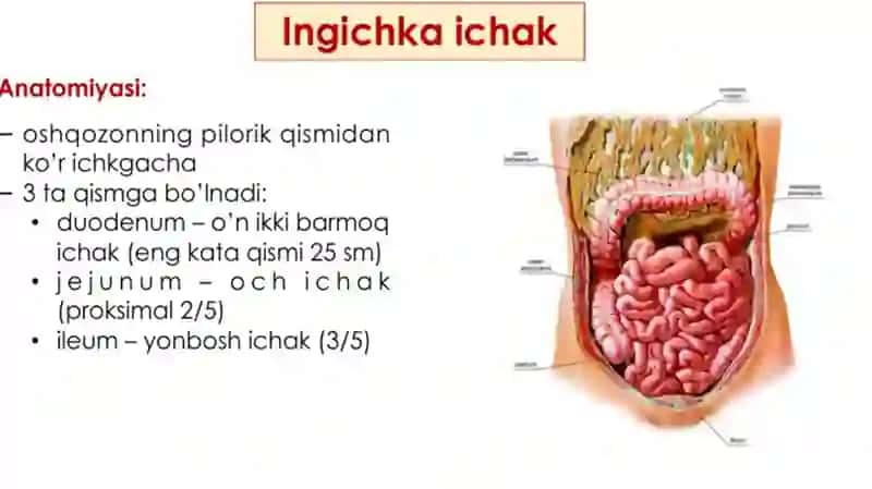 Hazmsistemasi:ingichkavayo’g’onichakdaovqathazmbo’lishi 3