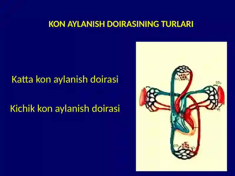 KONTOMIR FIZIOLOGIYASI 3