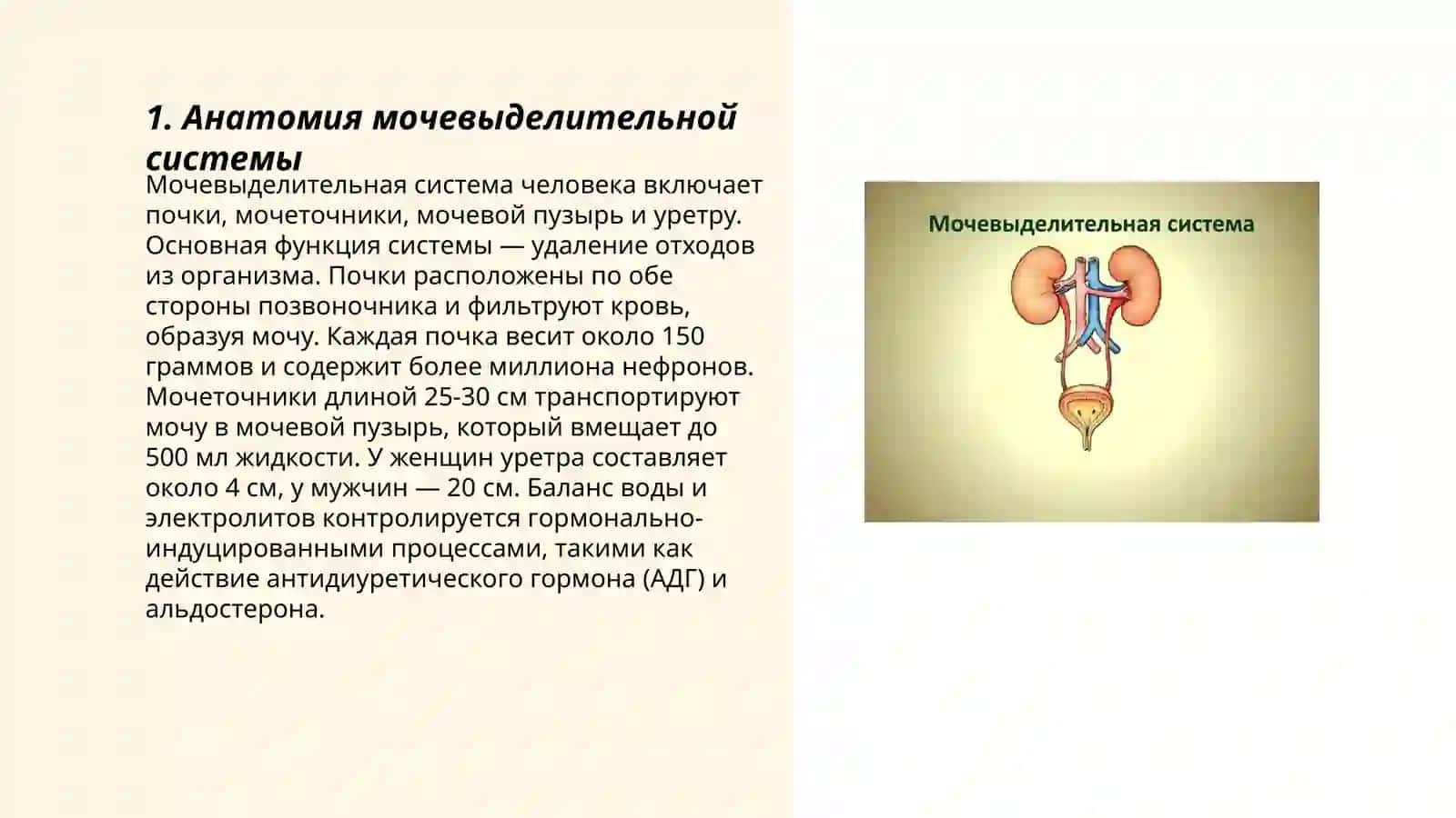 Мочевыделимельная система 3