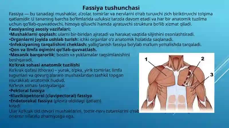 Ko‘krak va qorin fassiyalari 3
