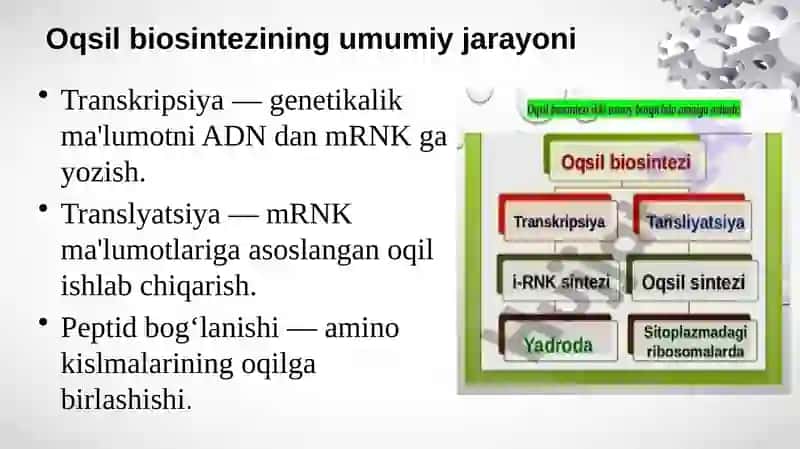 Oqsil biosintezi 3