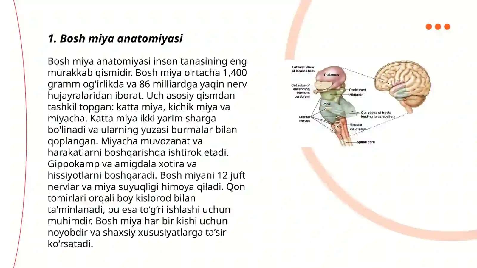 Bosh miya anatomiyasi 3