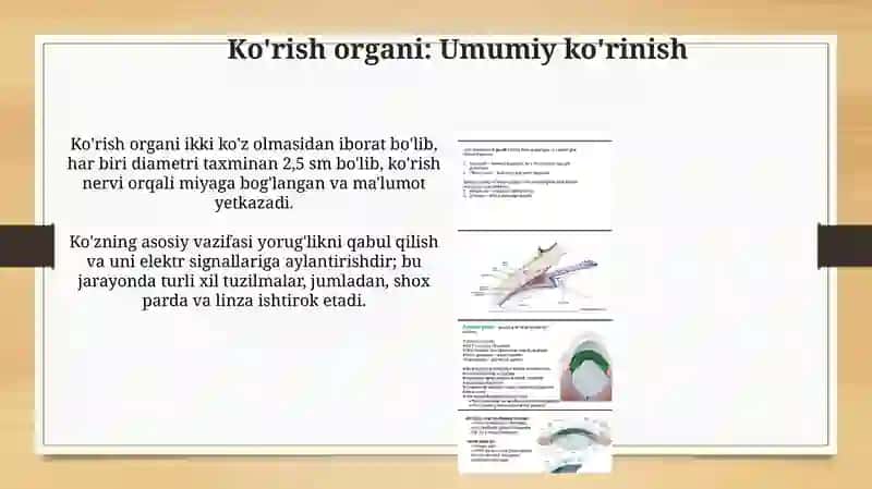 Ko'ruv a'zosi 3