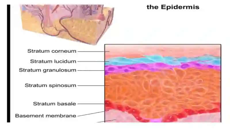 Anatomy of Skin Layers 3