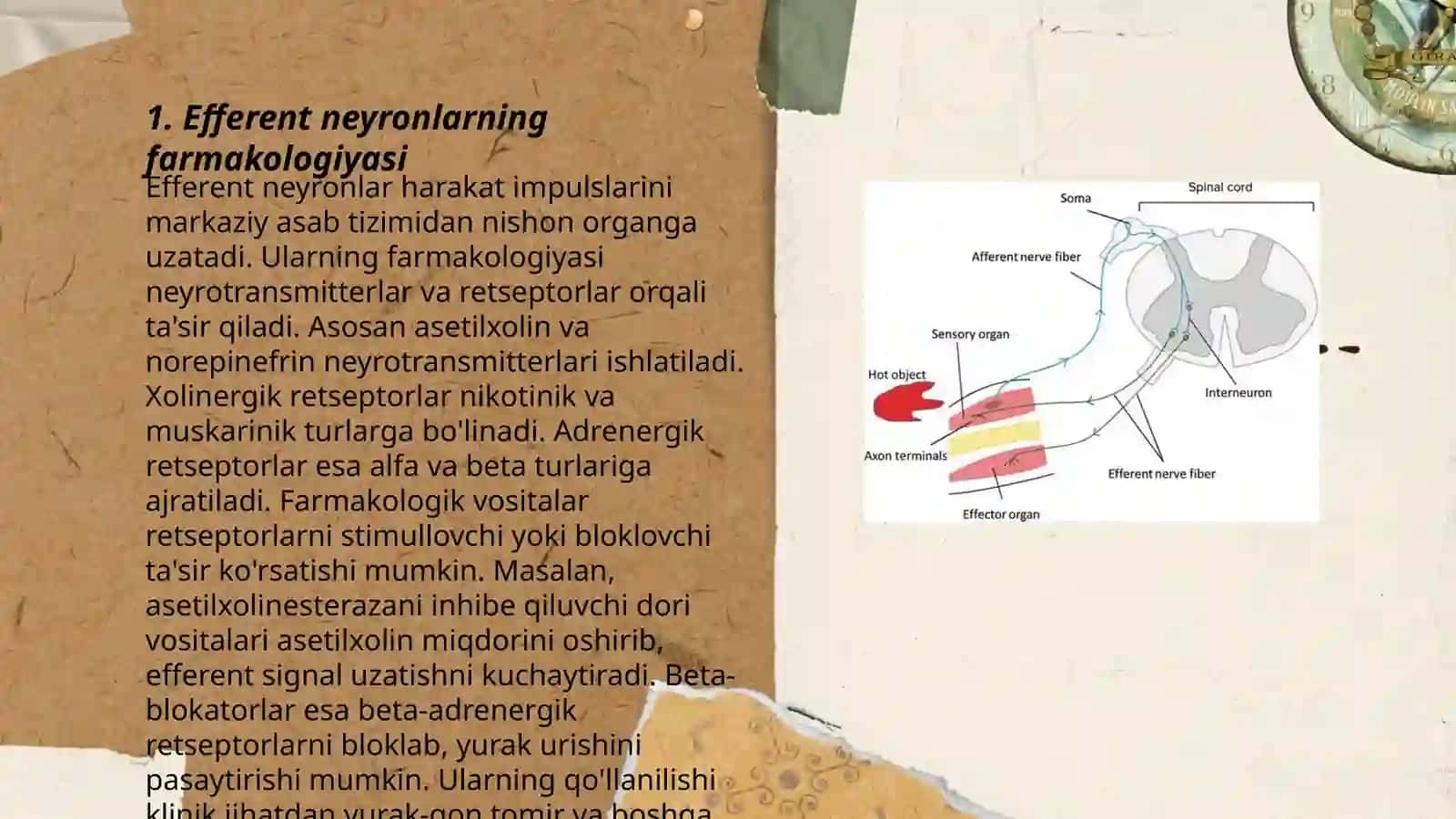 Efferent neyronlarning farmakologiyasi 3