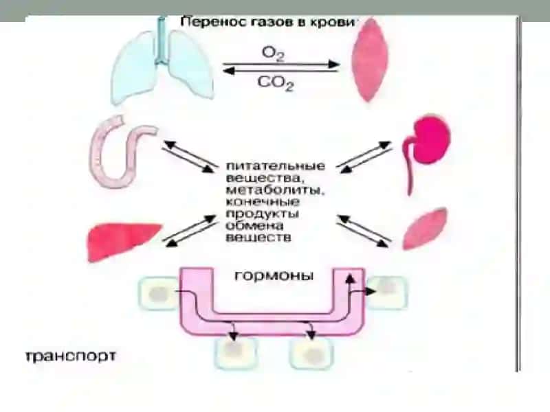 Қон ва лимфа-ретикуляр тизим биокимёси. 3