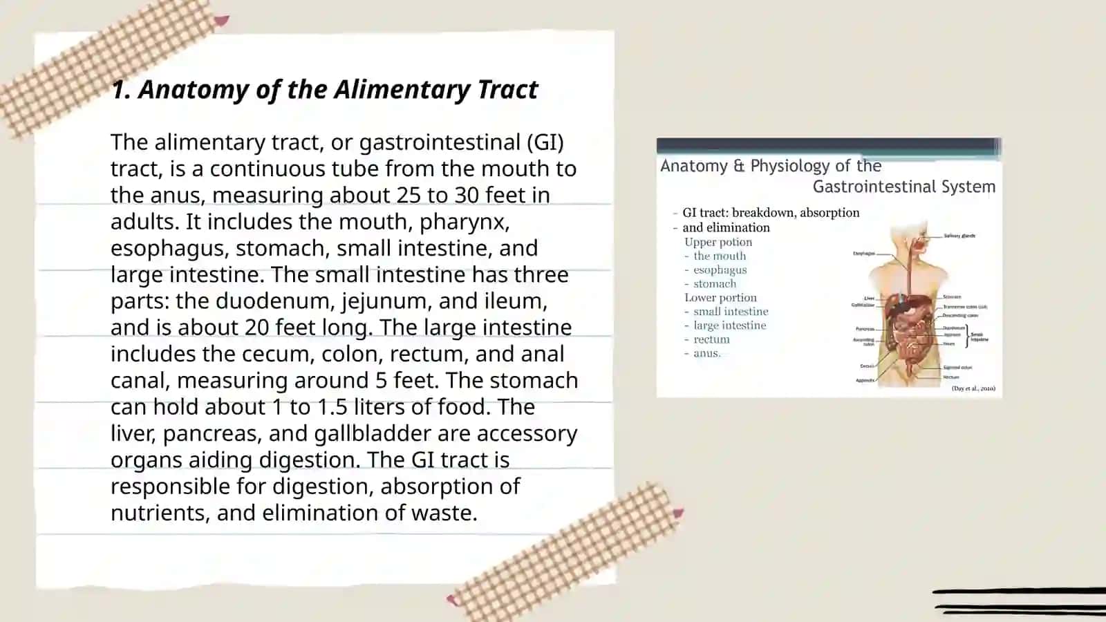 "The alimentary tract of human being" 3