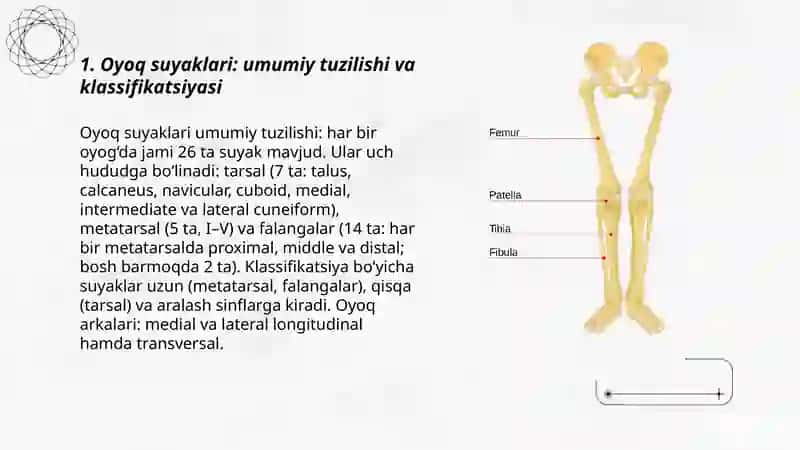Oyoq suyaklari 3