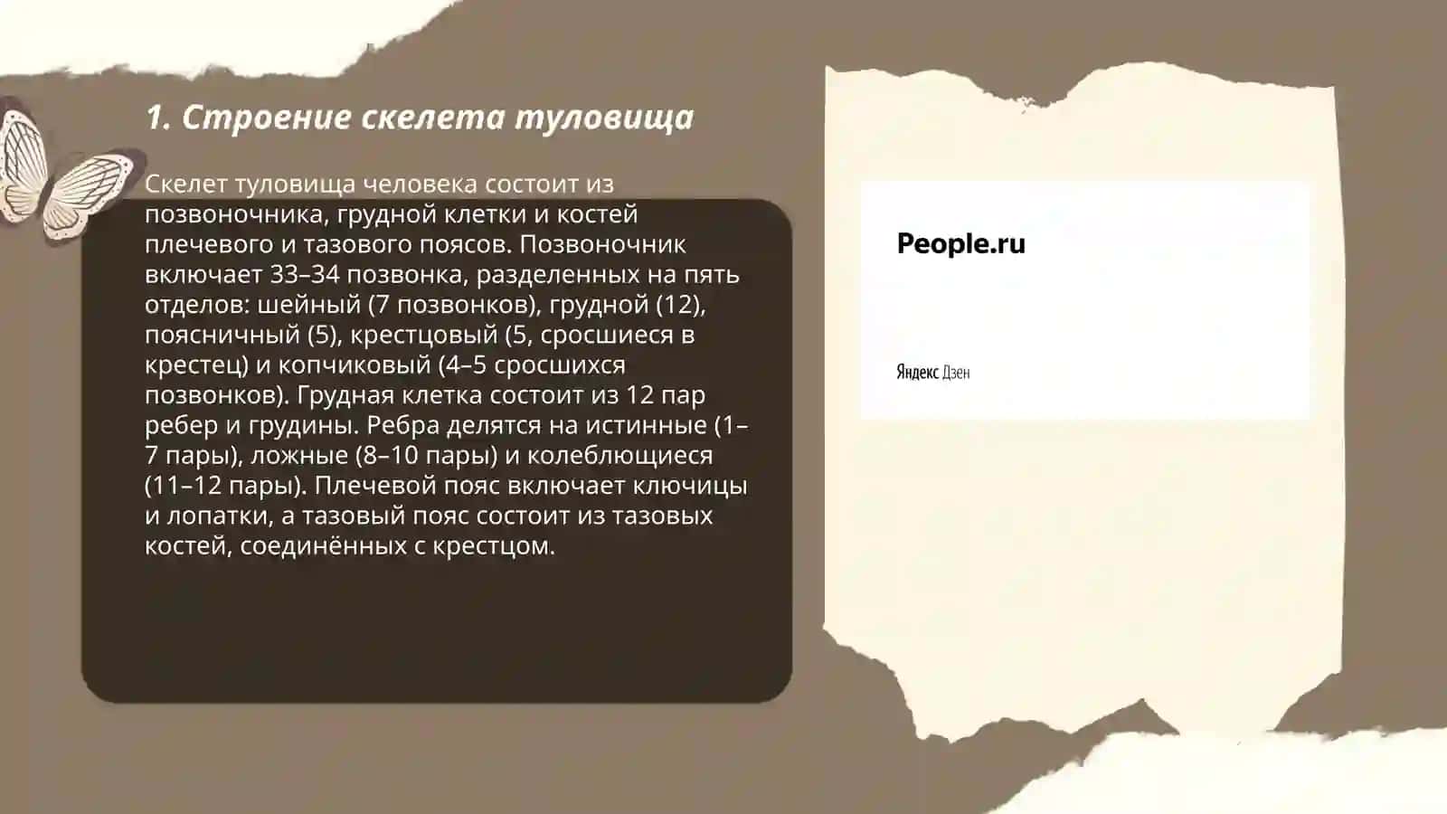 Скелет туловища 3