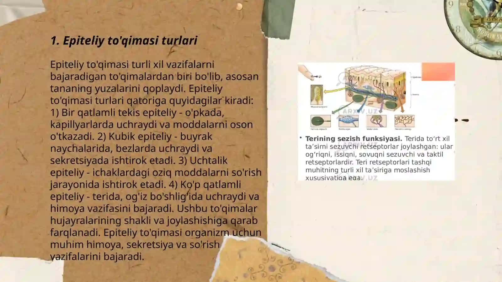 Epiteliy to'qimasi 3