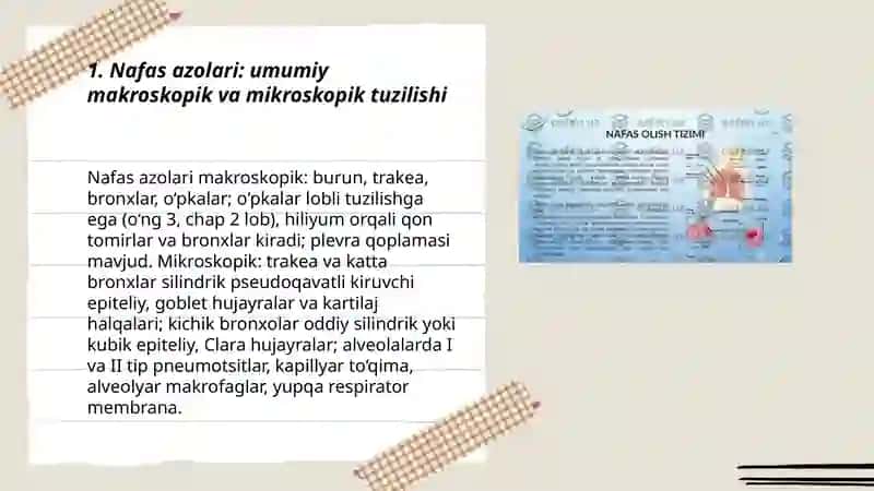 Nafas azolari hiqildoq kekirdak o'pka havo otkazuvchi yollar bronxlarning tuzilishi gistalogiyasi 3