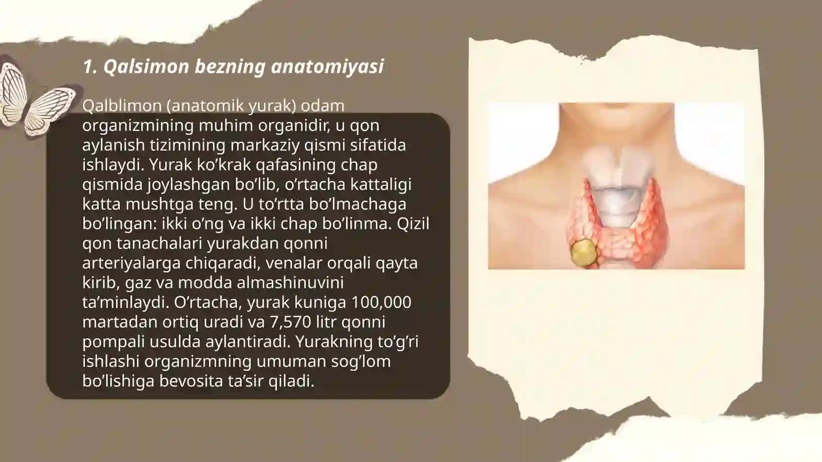 Qalsimon bezning anatomiyasi 3
