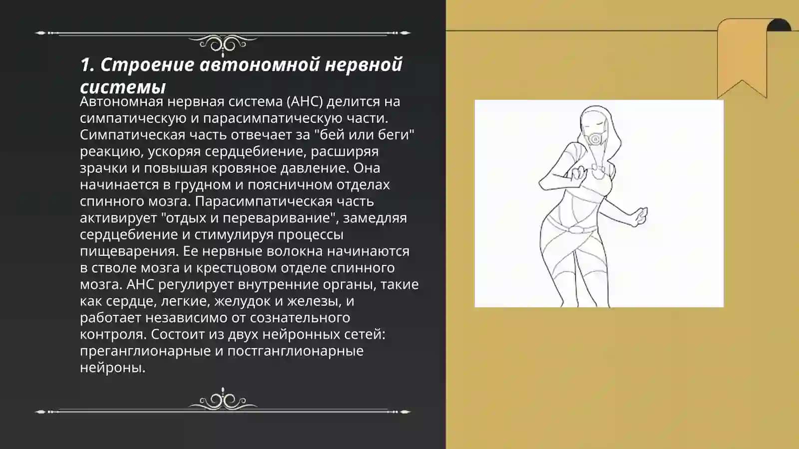 Автономная нервная система. Симпатические, парасимпатические, метасимпатические нервы 3