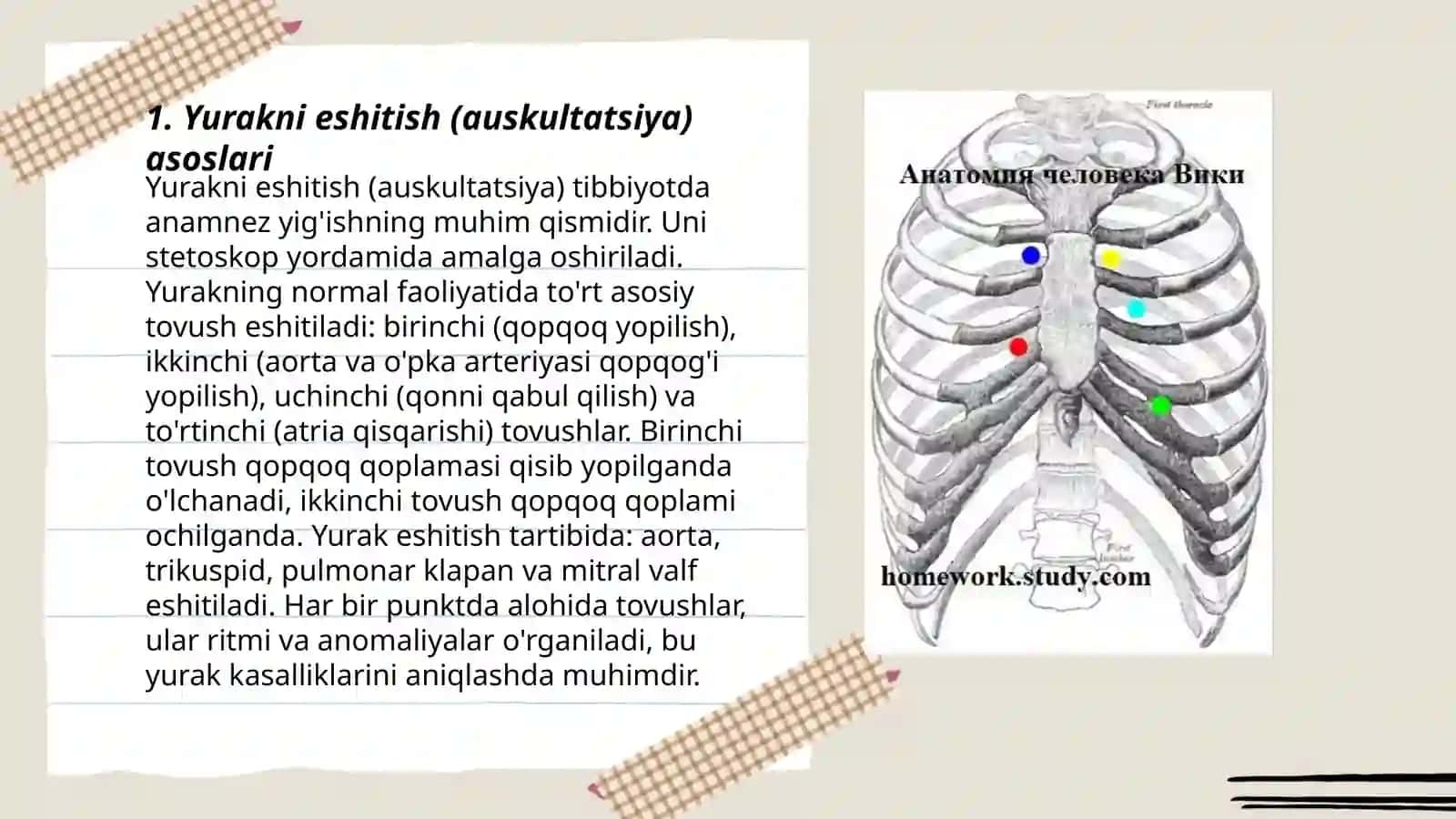 Yurakni eshitish (auskultatsiya) 3