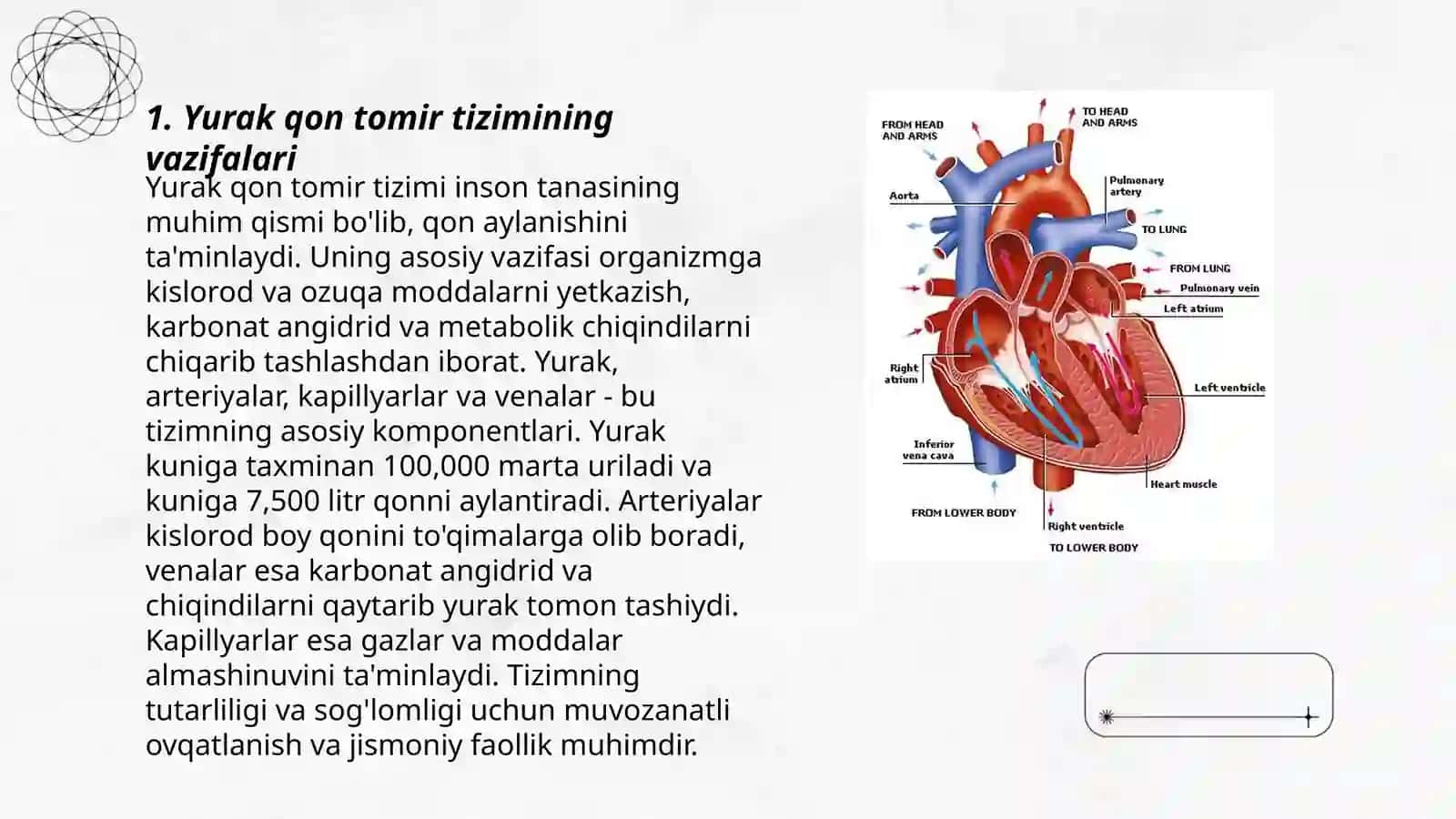 Yurak qon tomir tizimini moslashuvi 3