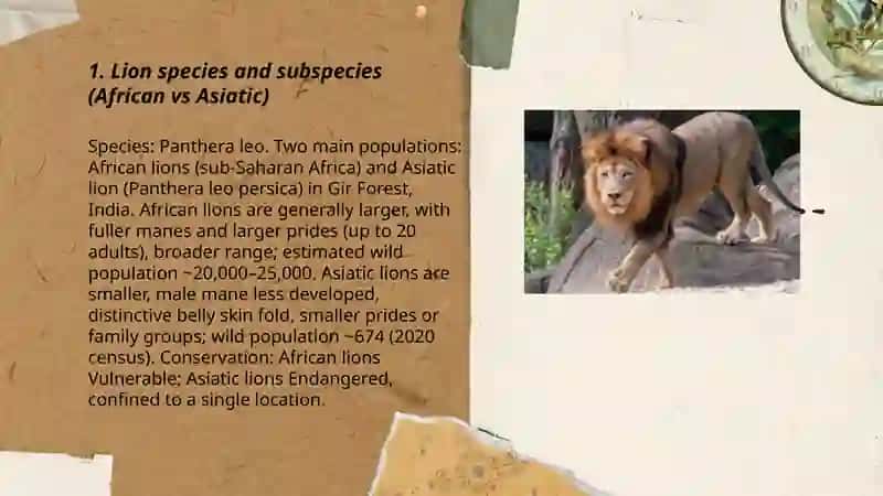 LIONS 3