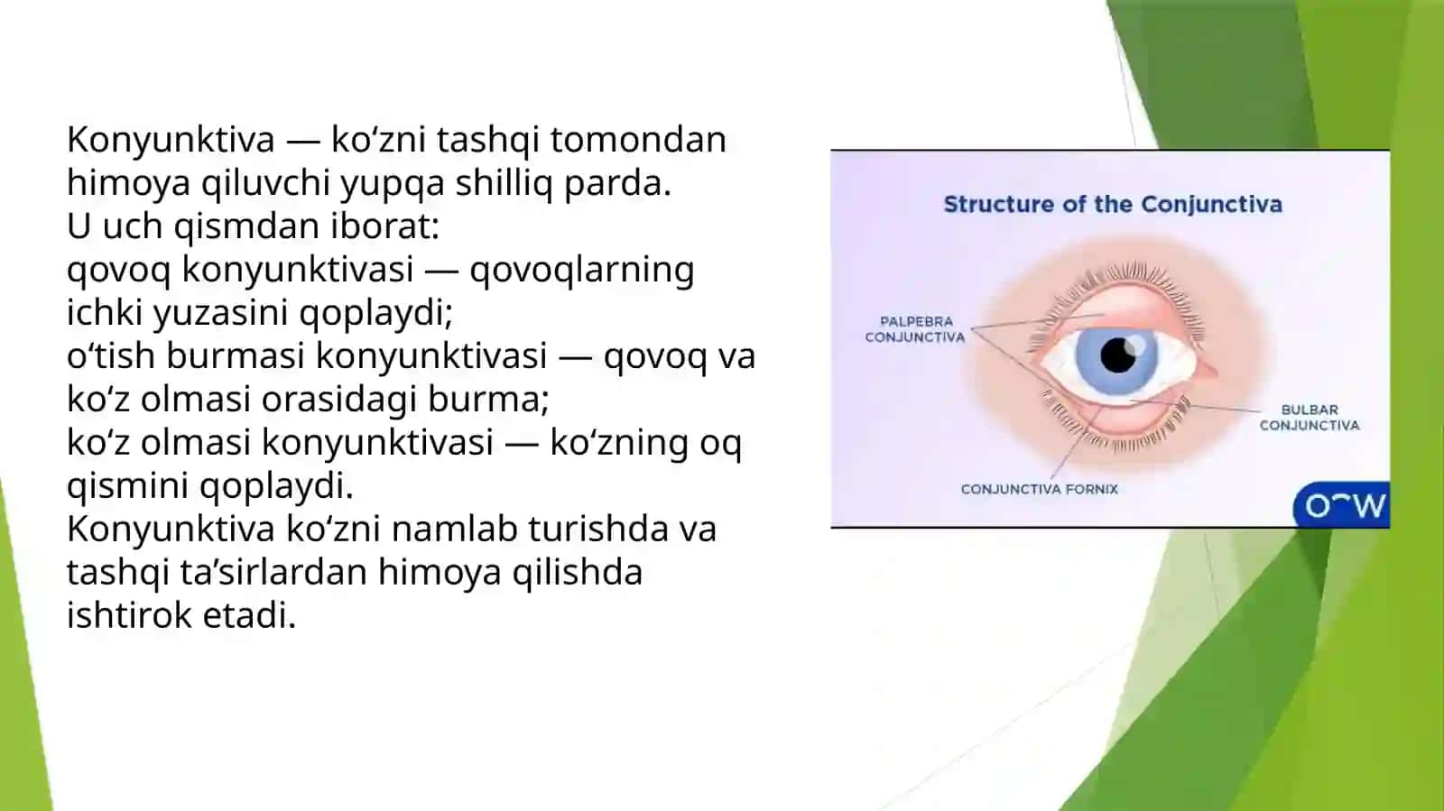 KONYUKTIVA O’SMALARI 3