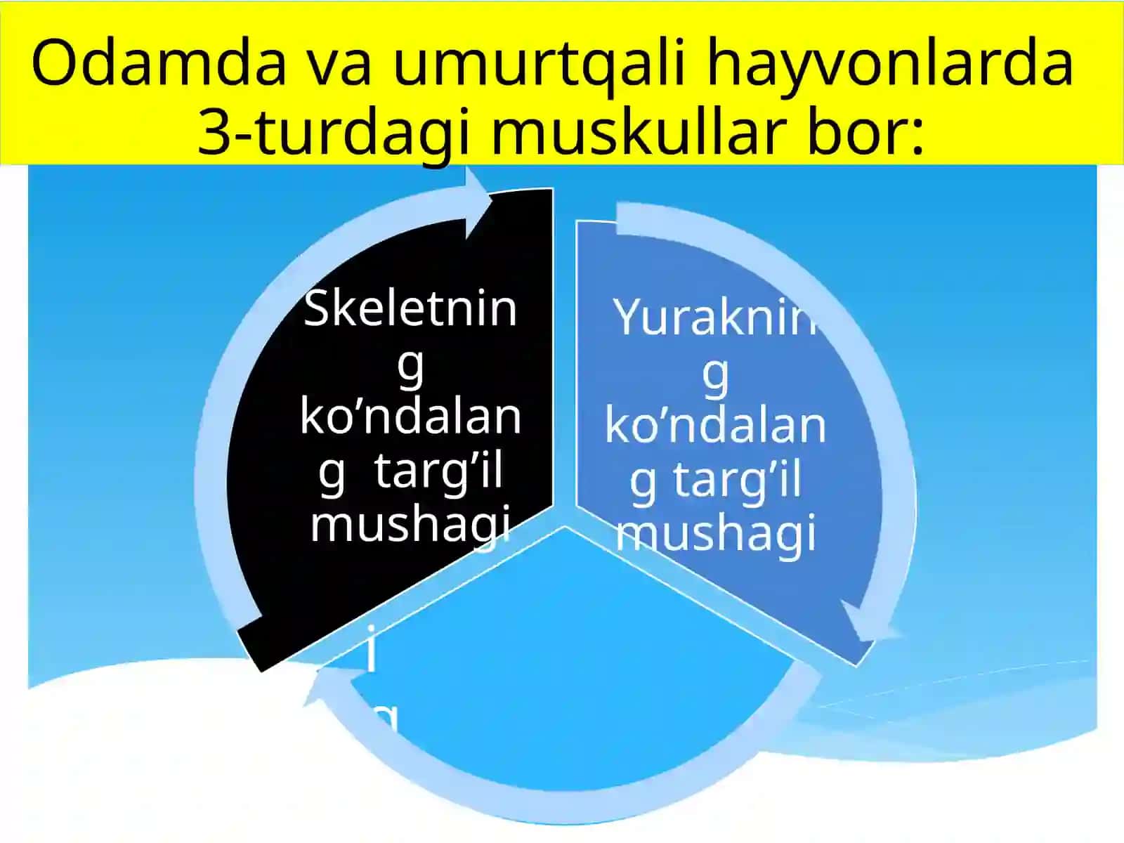 Ko’ndalang–targ’ilmuskullarningxossalari 3