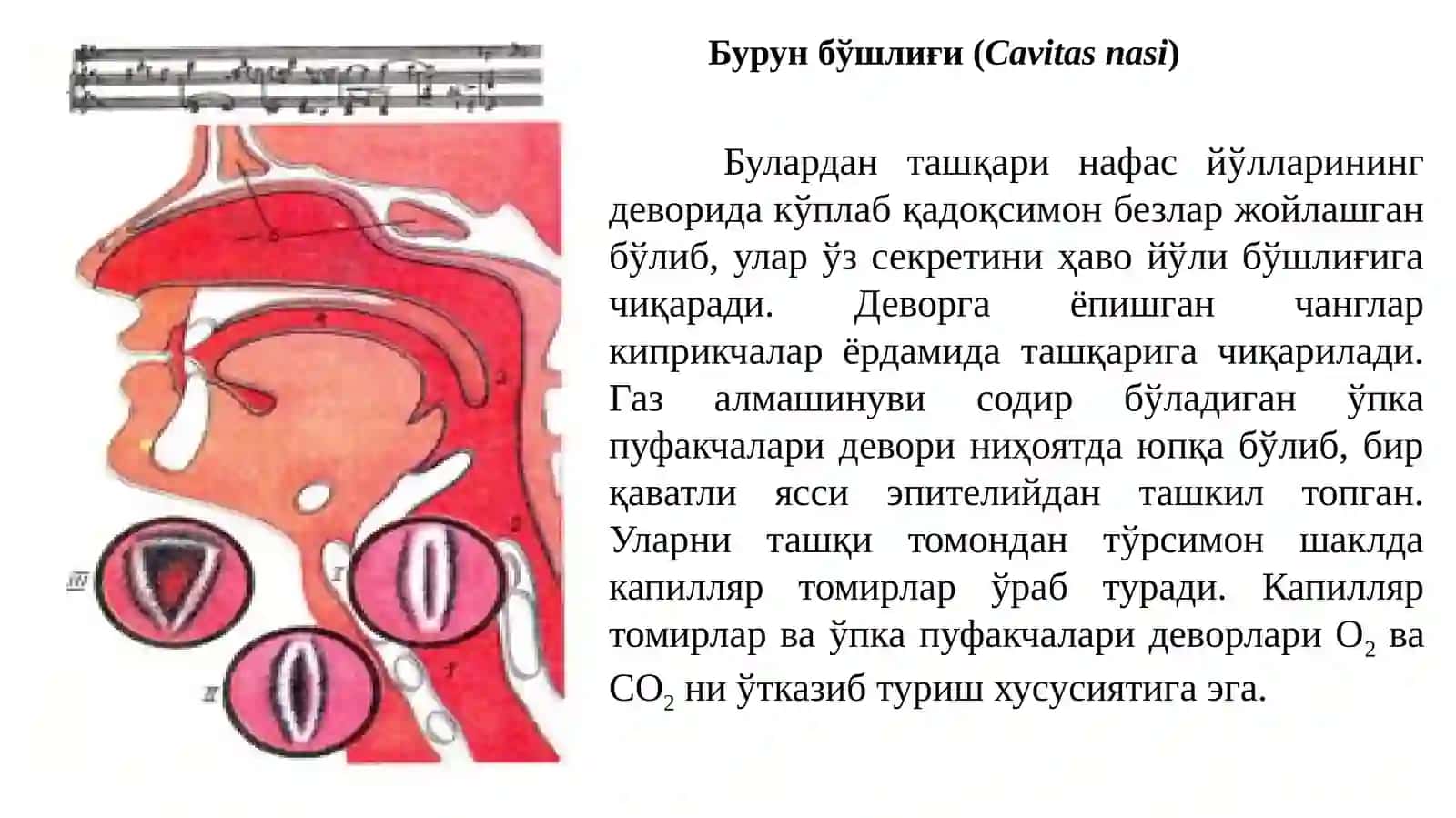 Нафас олиш тизими аъзолари 3