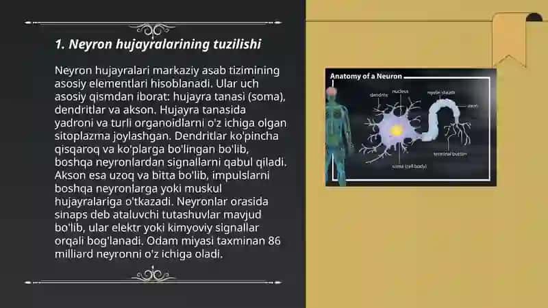 Neyron hujayrasi 3