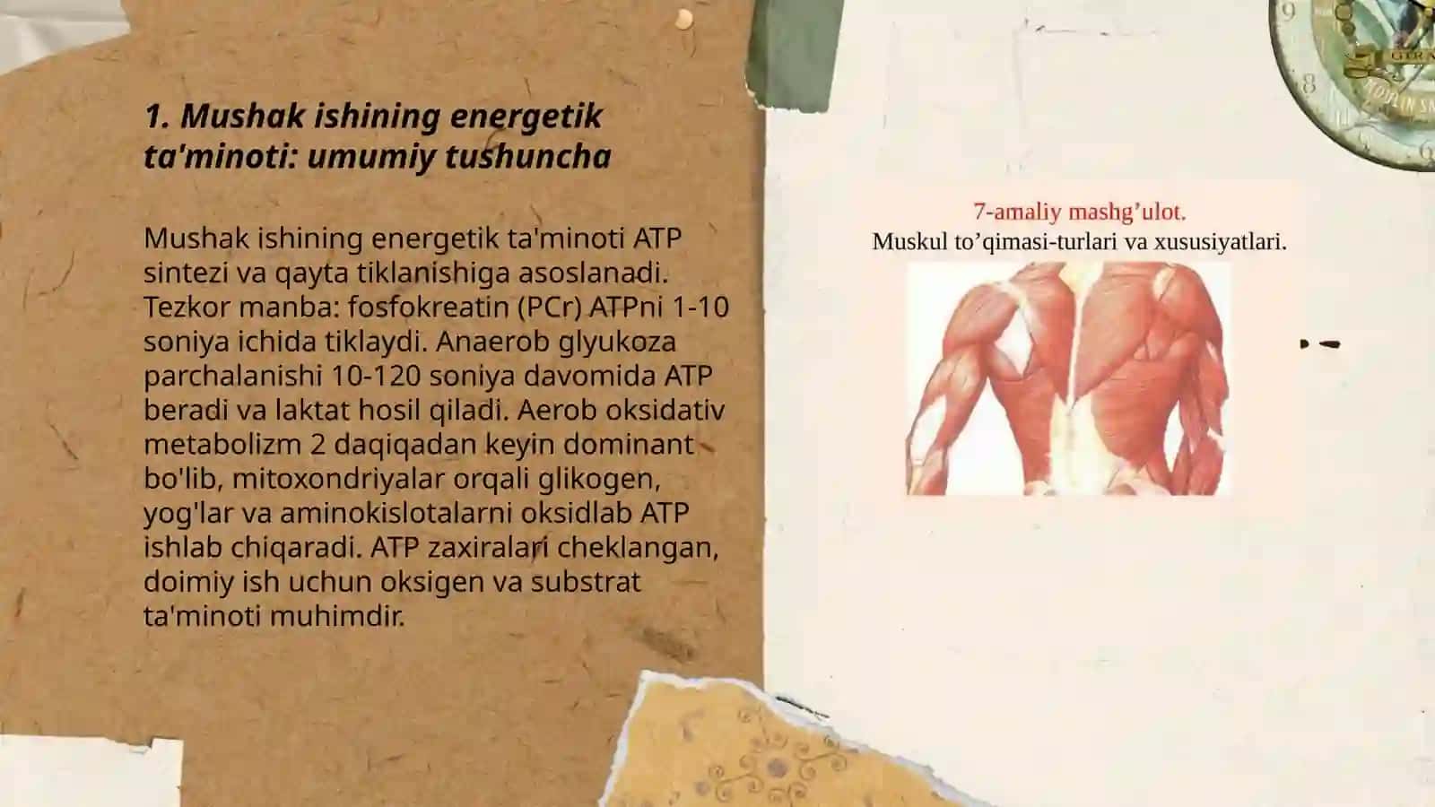 Mushak ishining energetik taminoti 3