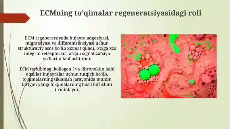 ECM regeneratsiyasi va hujayralar 3