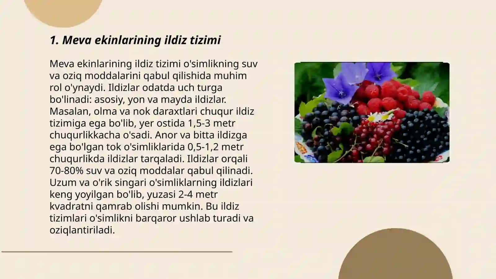 Meva ekinlarining ildiz tizimi 3