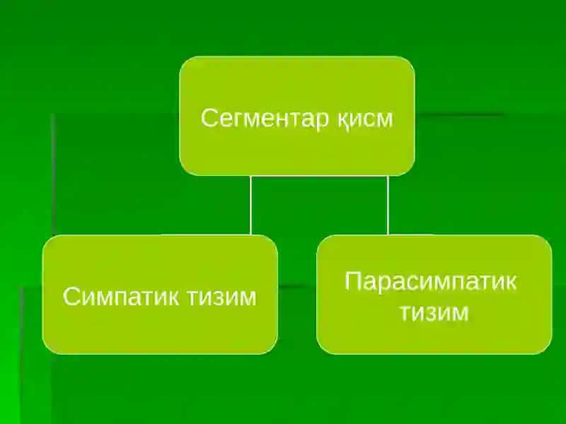 ВЕГЕТАТИВ АСАБ ТИЗИМ 3