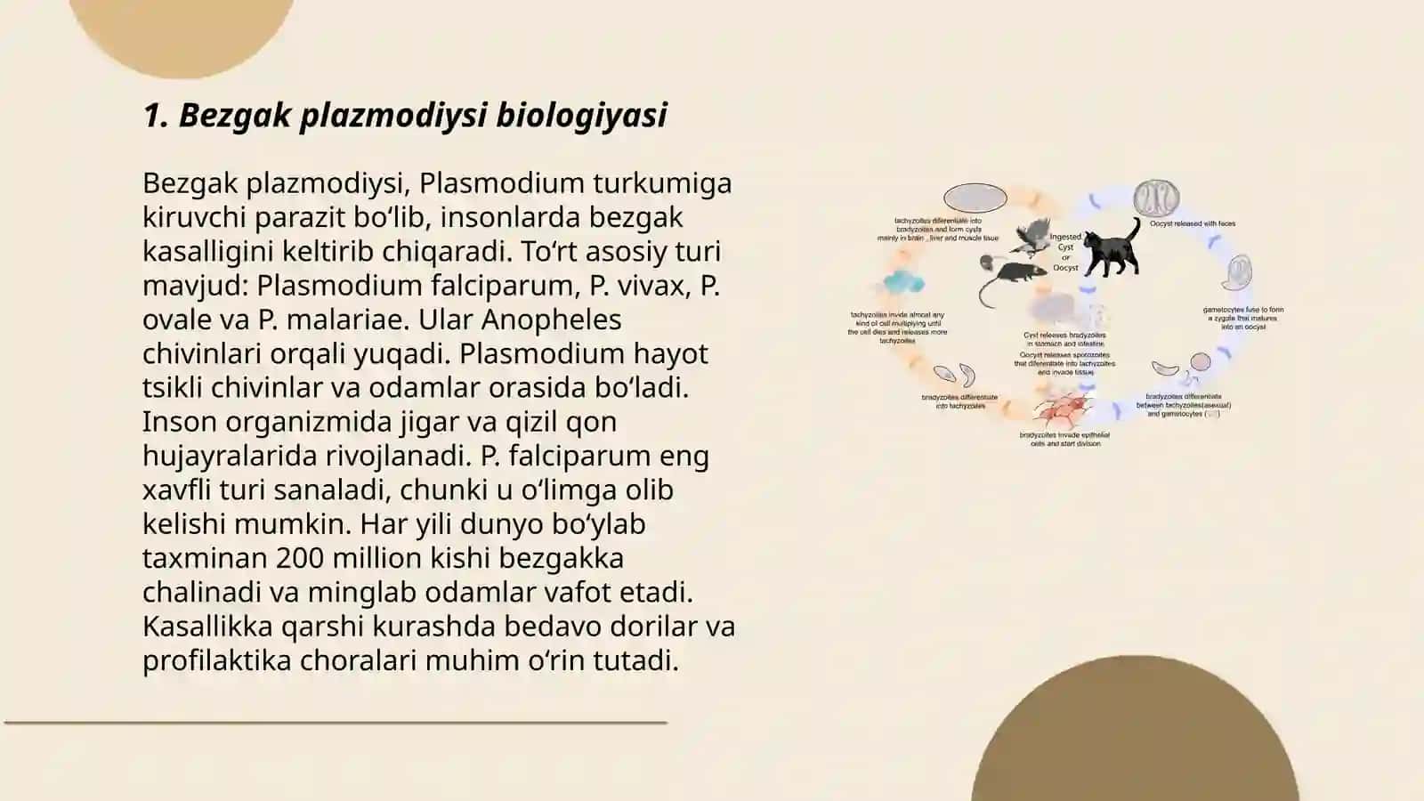 Bezgak plazmodiysi biologiyasi 3