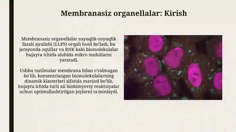 Membranasiz organoidlar 3