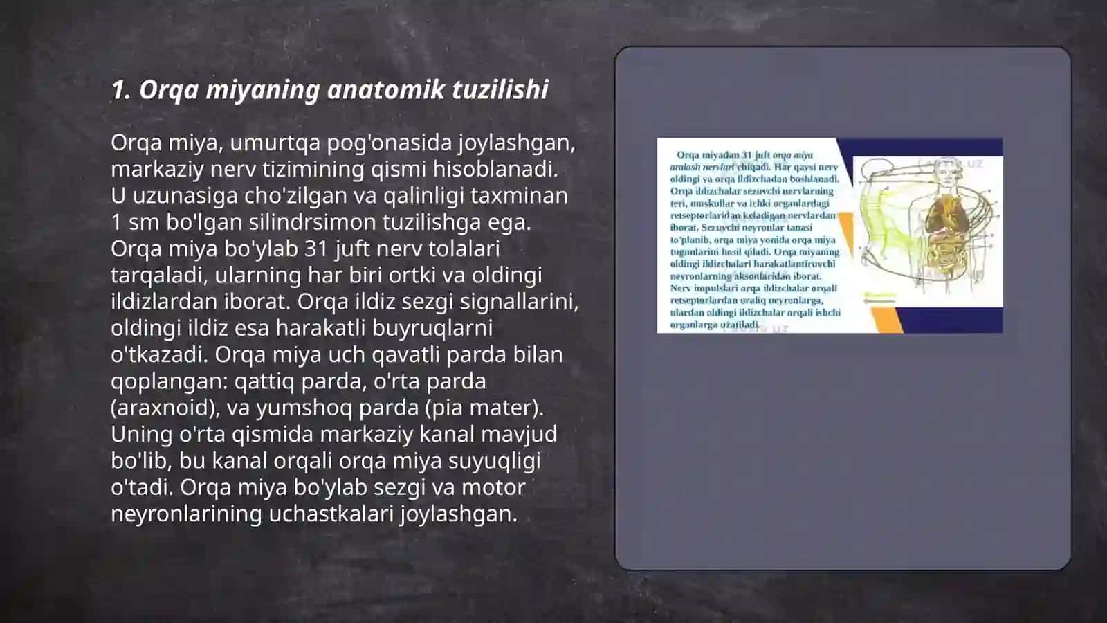 Orqa miyaning o’tkazuvchi yo’llari 3