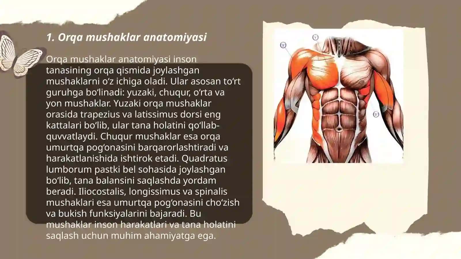 Orqa mushaklar anatomiyasi 3