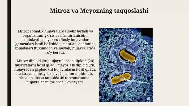 Mitroz va Meyozning taqqoslashi 3
