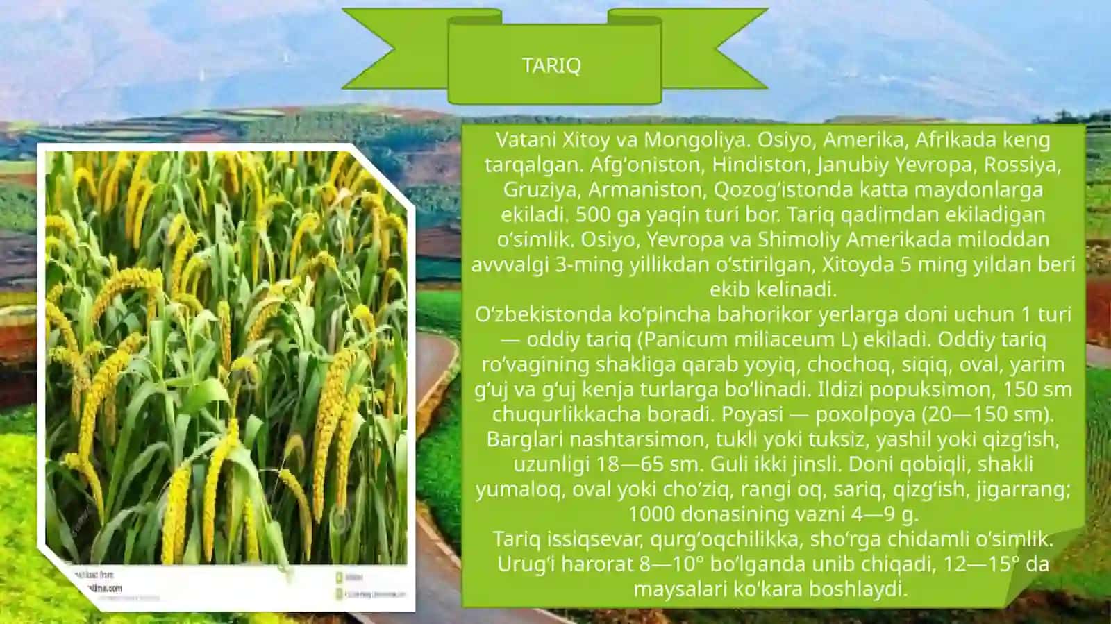 Bug’doydoshlar oilasi, G’umay 3