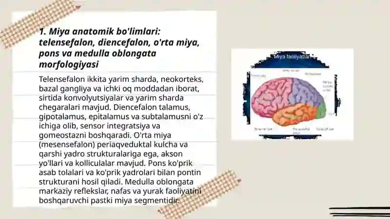 Miya orqa miyaning morfologiyasi 3