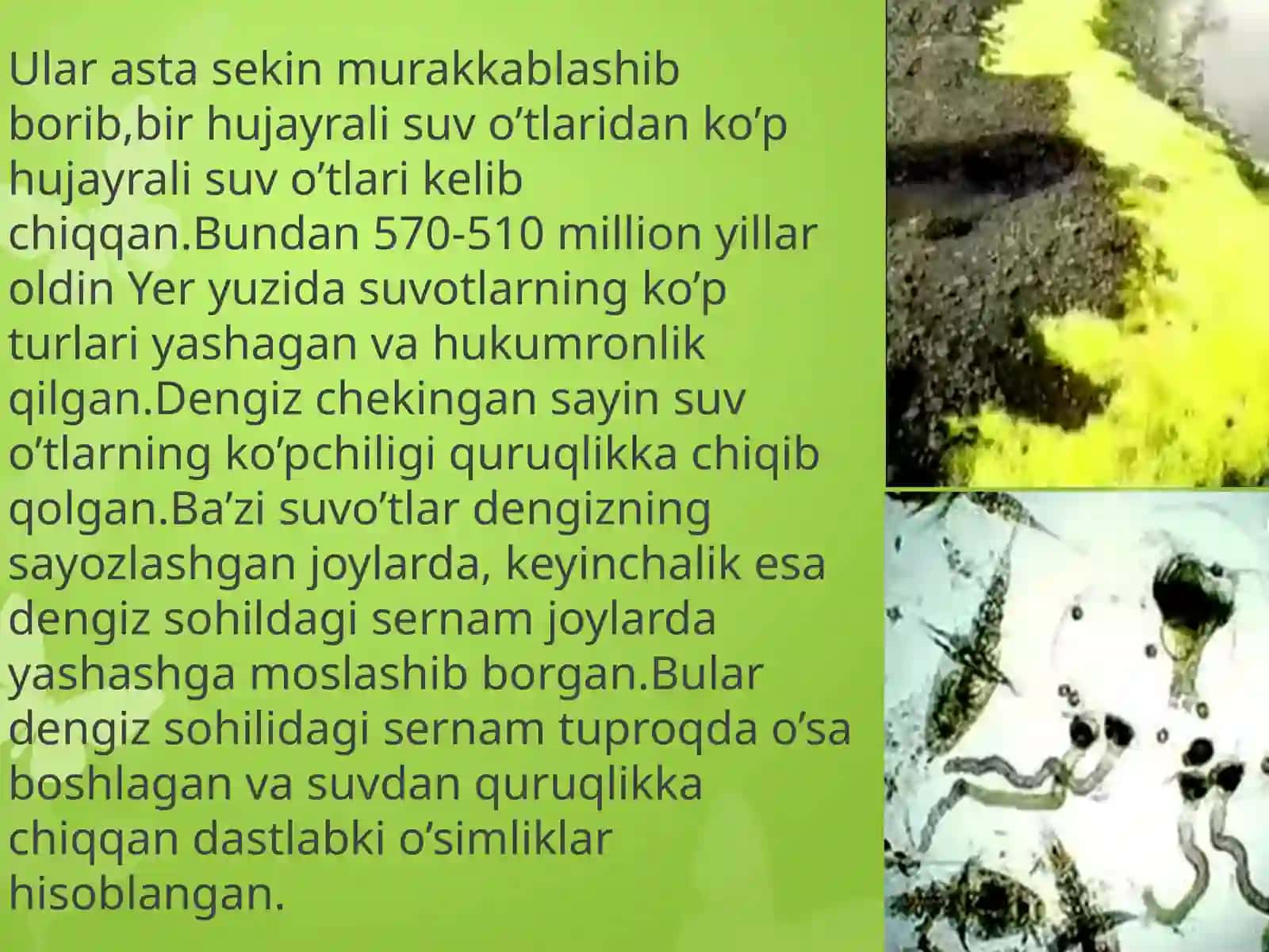 Yerda o’simliklar dunyosining rivojlanishi 3