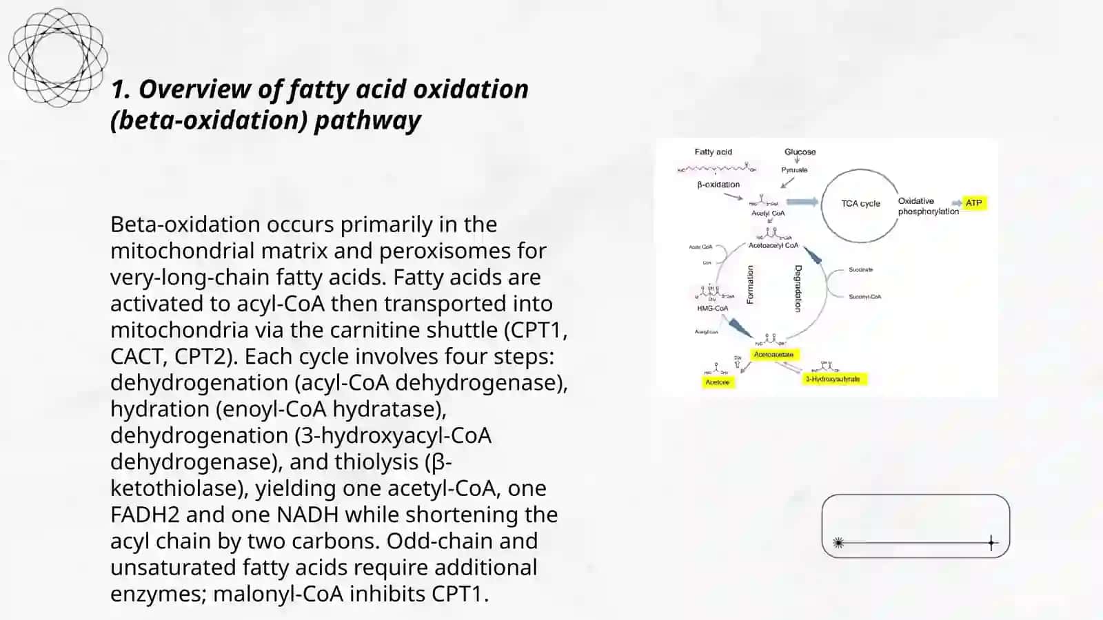 Fatty Acid Oxidation and Ketone Bodies 3