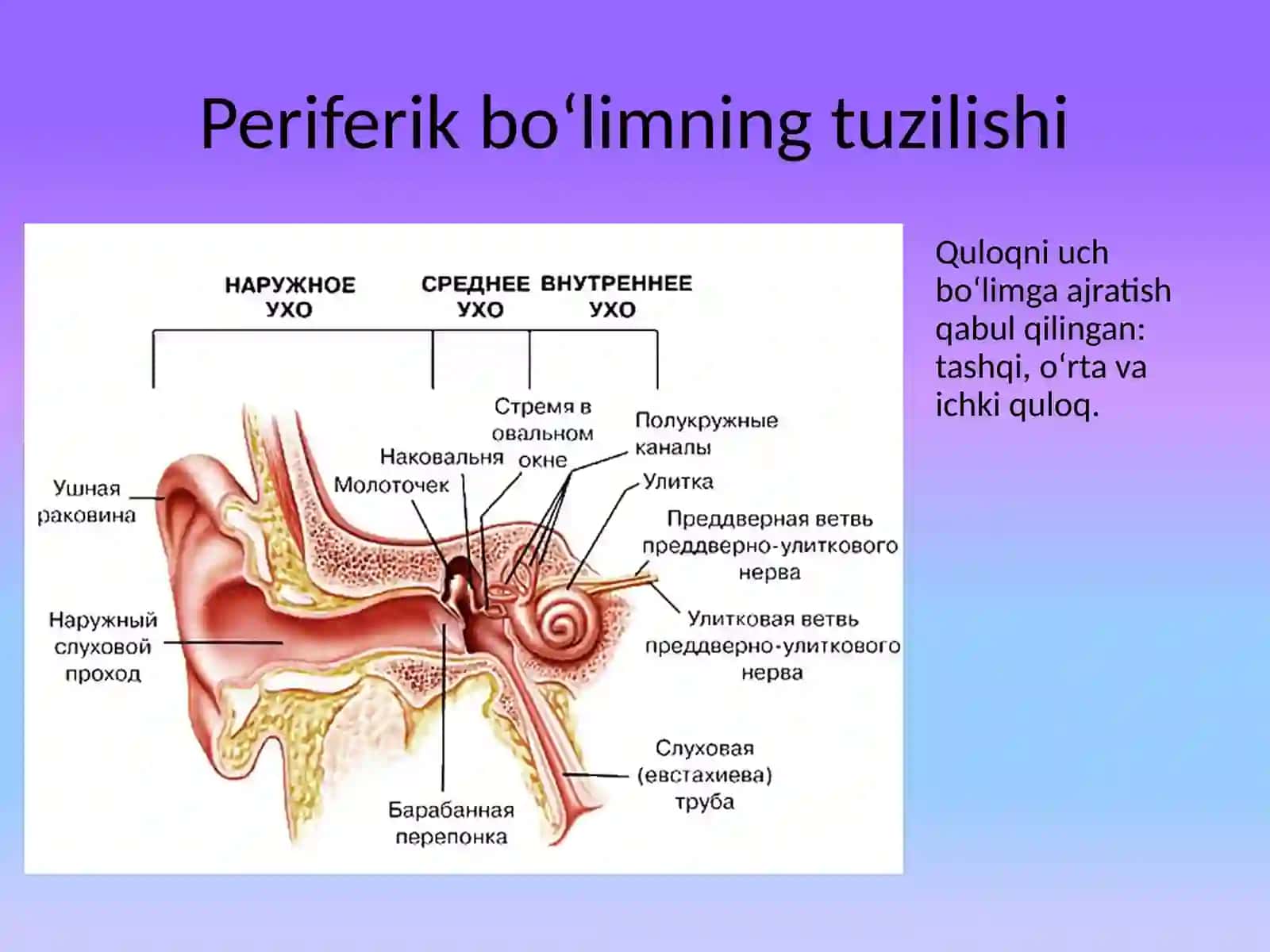 ESHTISH ANALIZATORINING ANATOMIYASI 3