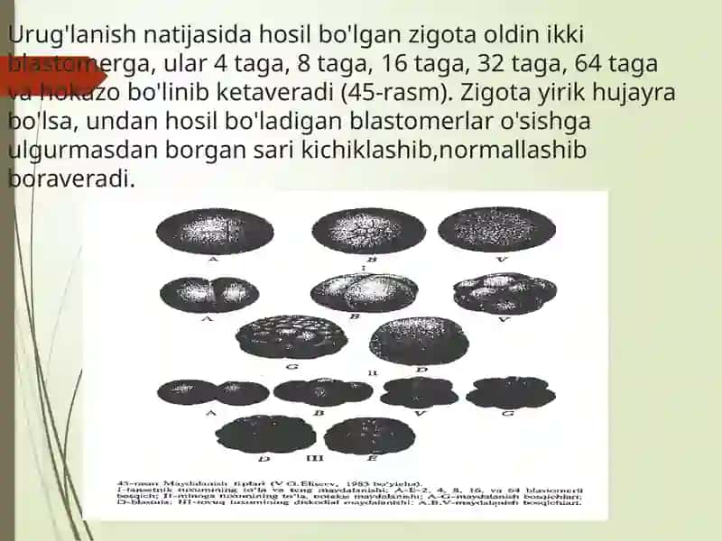 EMBRIONAL VARAQLAR 3