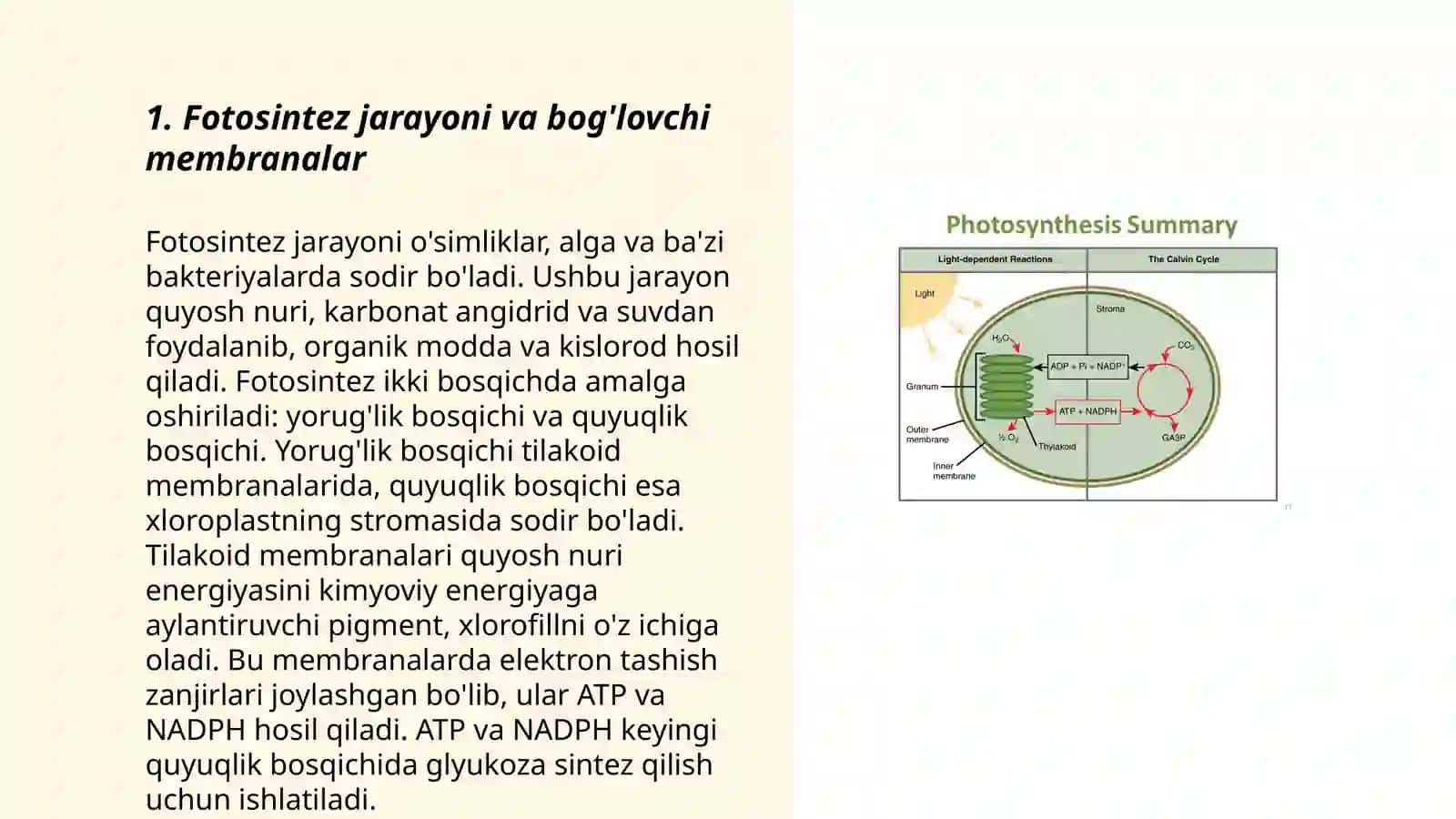 Bog'lovchi membranalar fotosintezining molekular mexanizimi 3