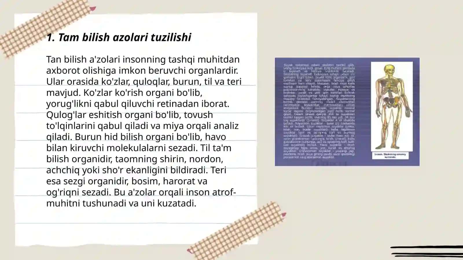 Tam bilish azolarining funksional anotomiyasi 3