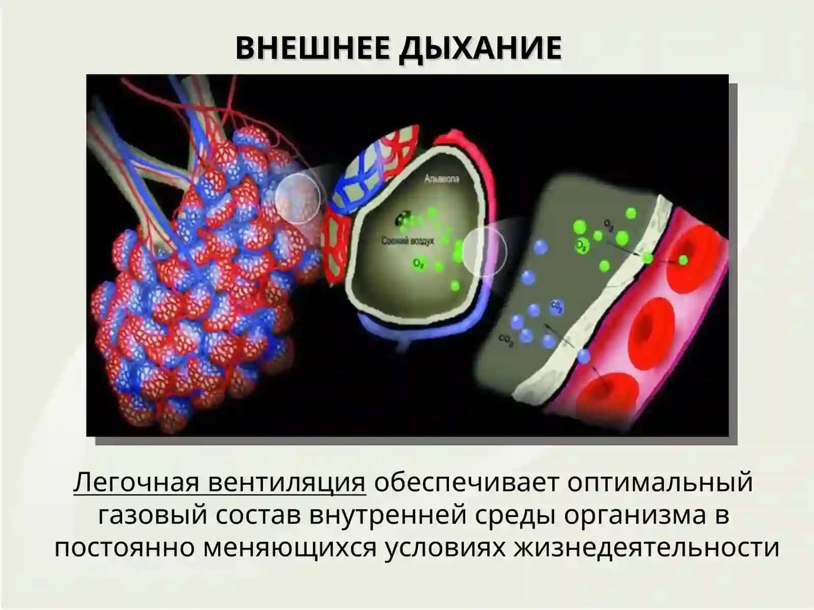 ГИСТОЛОГИЯ ДЫХАТЕЛЬНОЙ СИСТЕМЫ 3