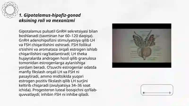 Jinsiy siklning gormonal boshqariluv mexanizmi 3