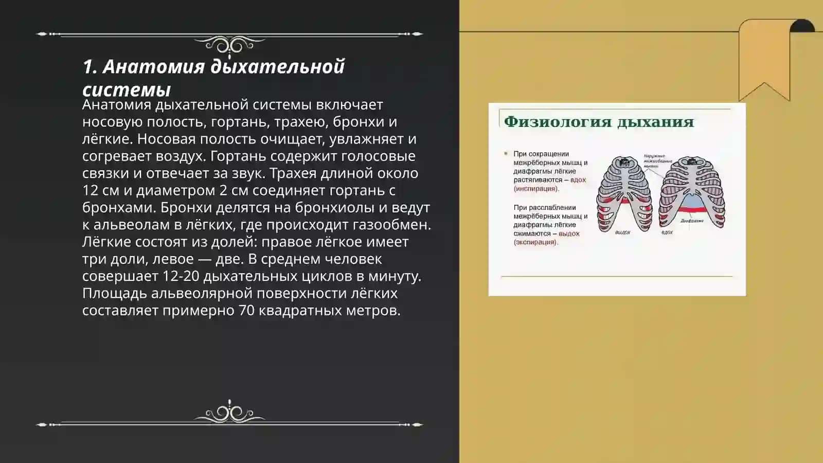 Физиология дыхания 3