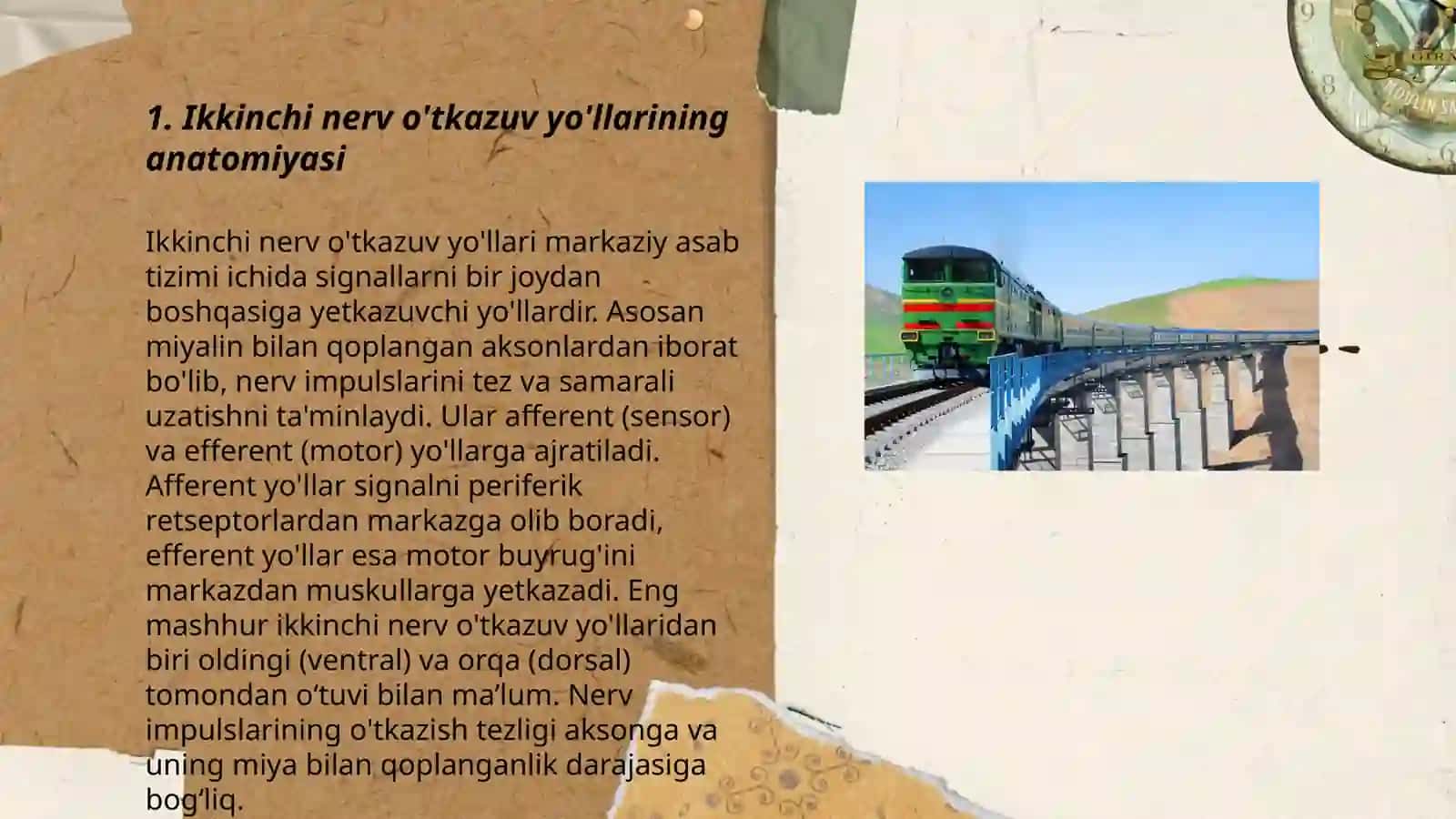Ikkinchi nerv o'tkazuv yo'llari 3