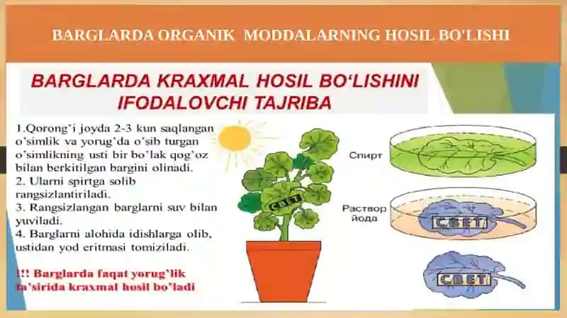 BARGLARDA ORGANIK MODDALARNING HOSIL BO'LISHI 3