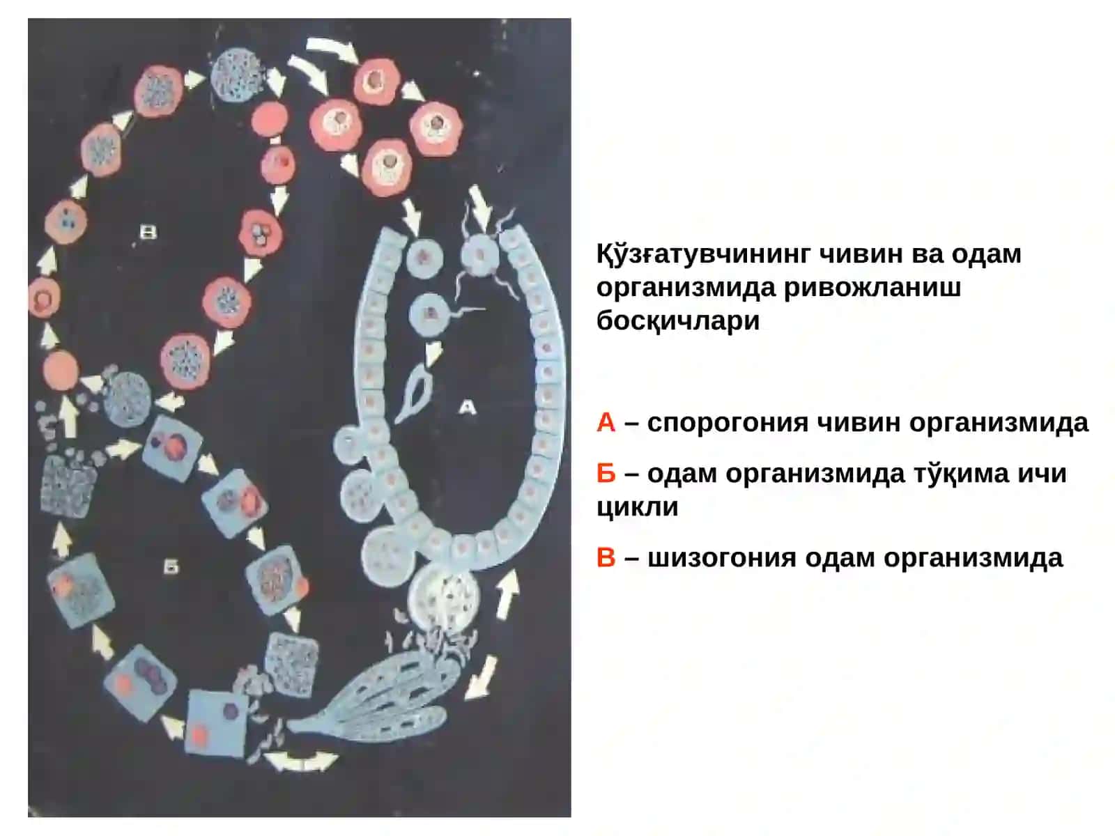 БЕЗГАК (МАЛЯРИЯ, MALARIA) 3