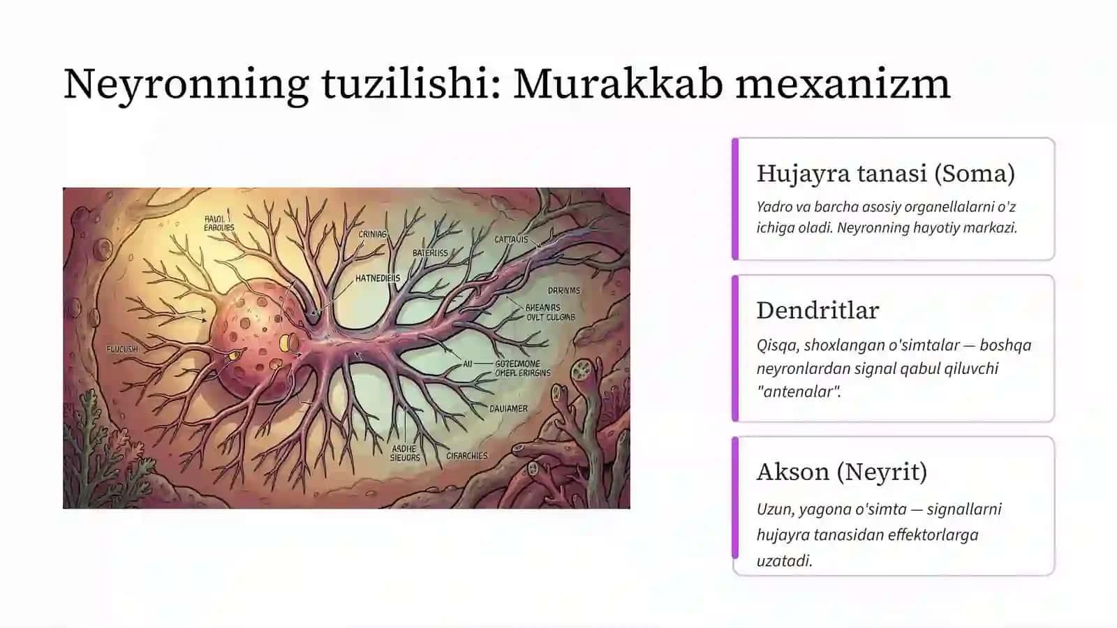 Nerv to'qimasi: Neyronlar dunyosi 3