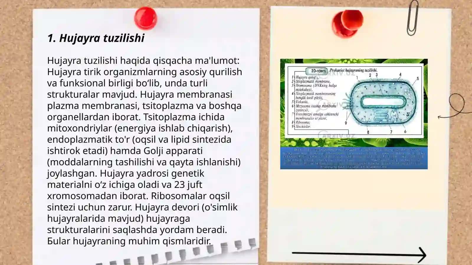 Hujayra to’qimalari 3